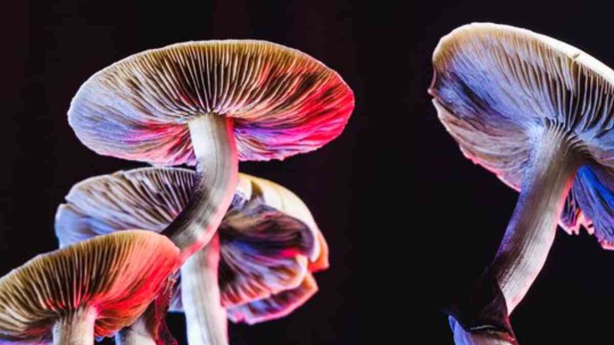 The Science Behind Shrooms: Duration of Detection in Your System