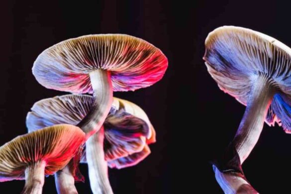 The Science Behind Shrooms