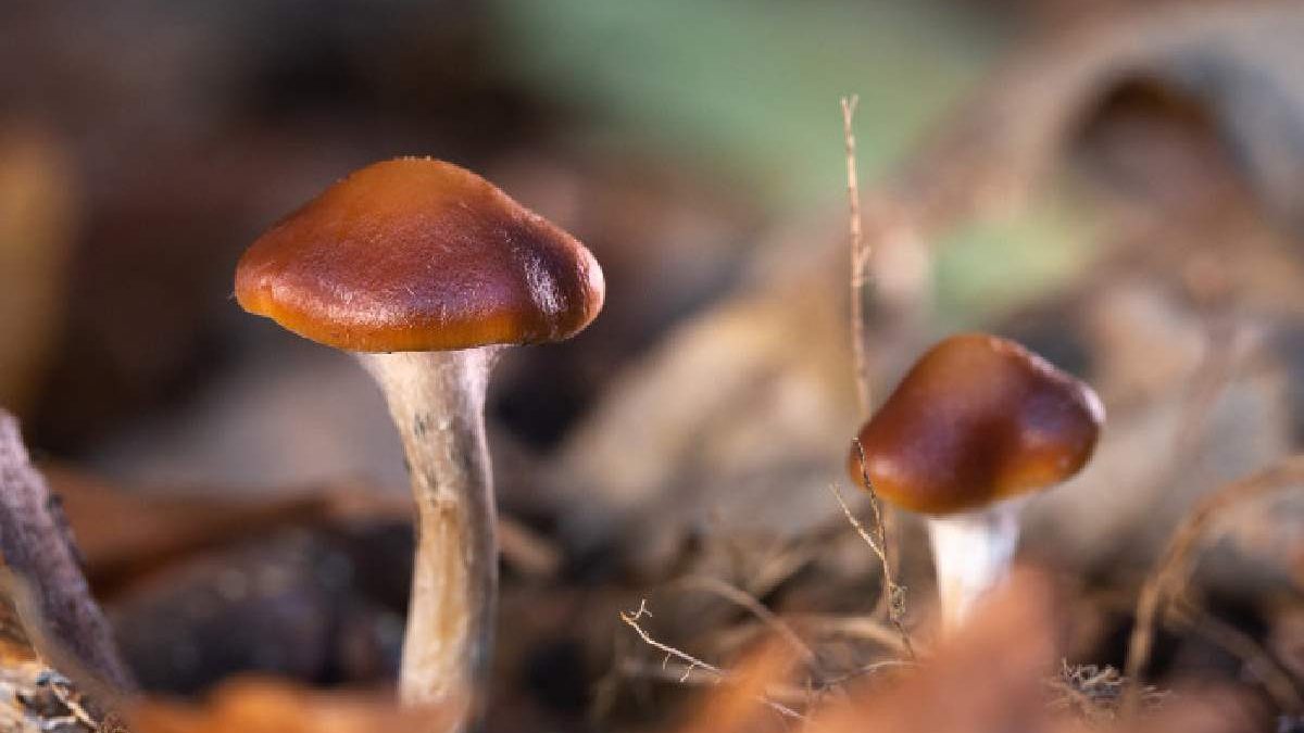 The Science Behind Shrooms: Duration of Detection in Your System