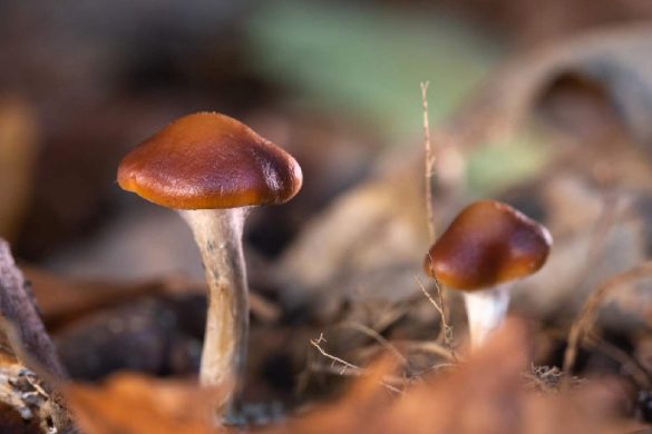 The Science Behind Shrooms_ Duration of Detection in Your System